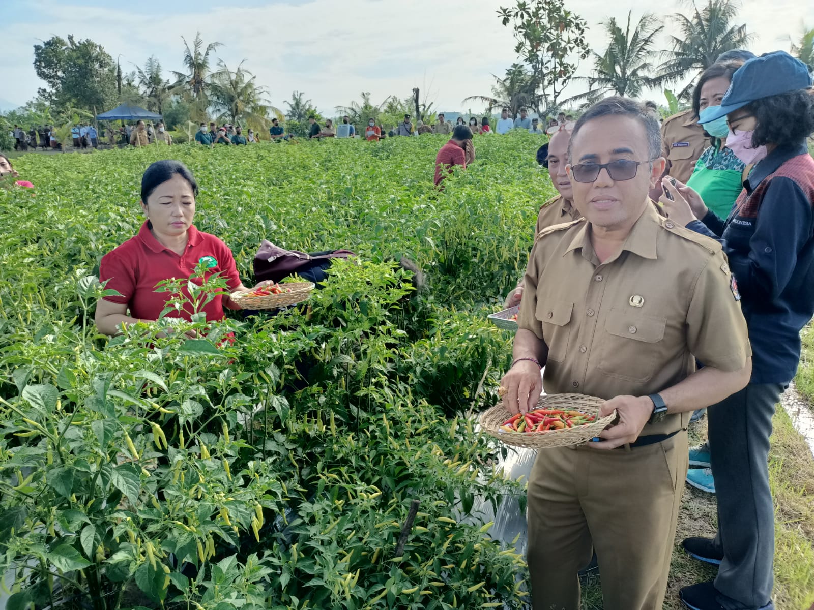 Tekan Laju Inflasi  Pemkot Denpasar Gelar Panen Cabai Hingga Beri Subsidi Ke Petani