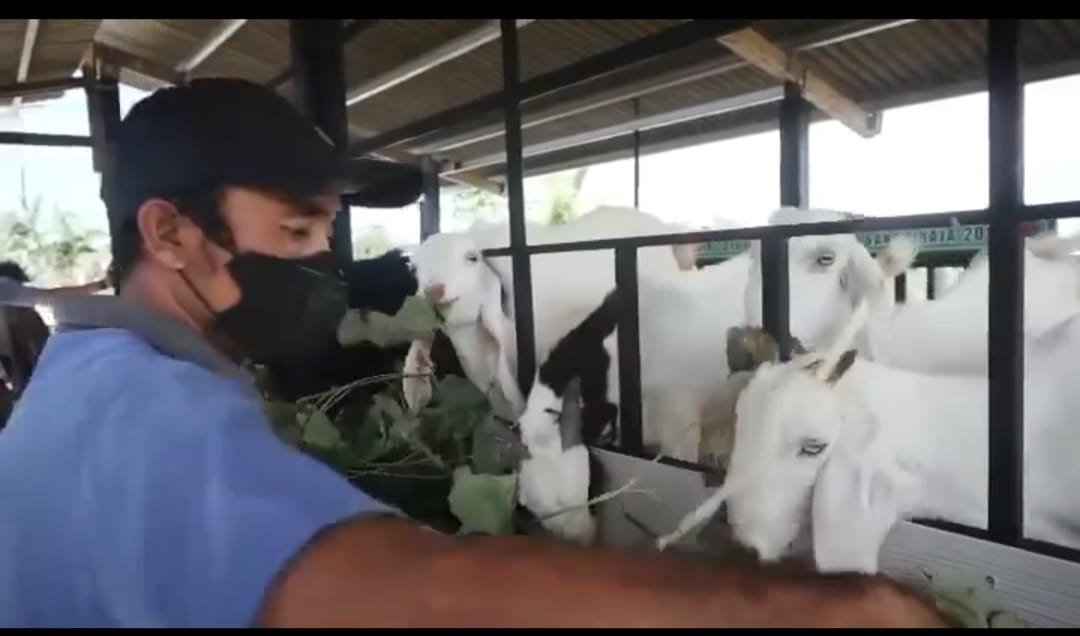 Edukasi Masyarakat Ciptakan Ketahanan Pangan, Desa Sanur Kaja Gelar Padat Karya Tunai Beternak Kambing