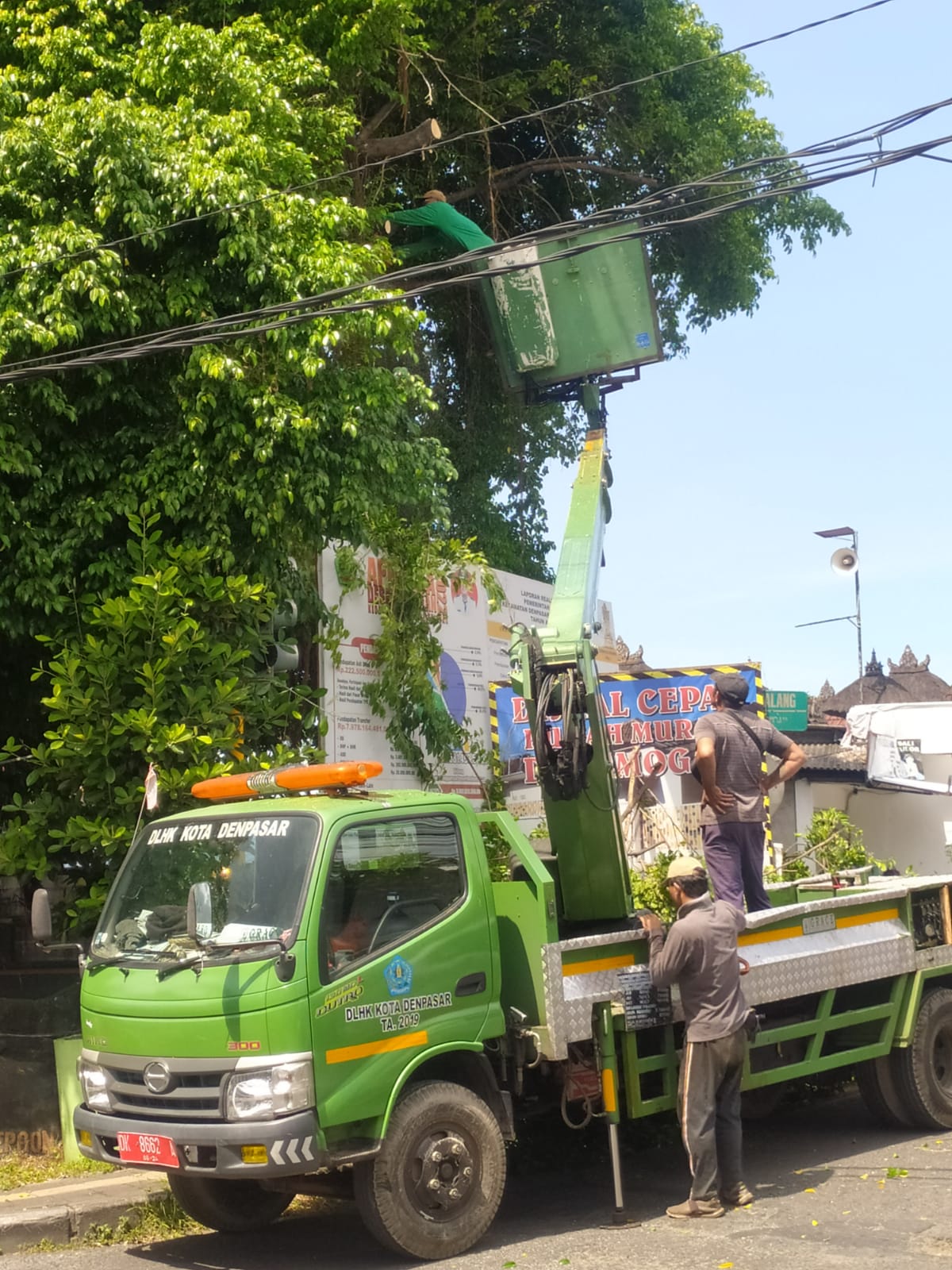 Antisipasi Pohon Tumbang, Desa Pemogan dan DLHK Kota Denpasar Lakukan Perompesan Pohon.