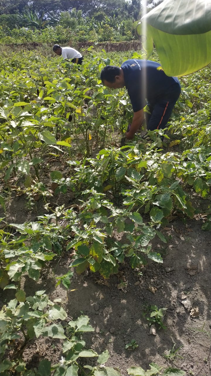 Program Padat Karya Nabati dan Hewani. Desa Dangin Puri Kelod Panen Sayur Terong.