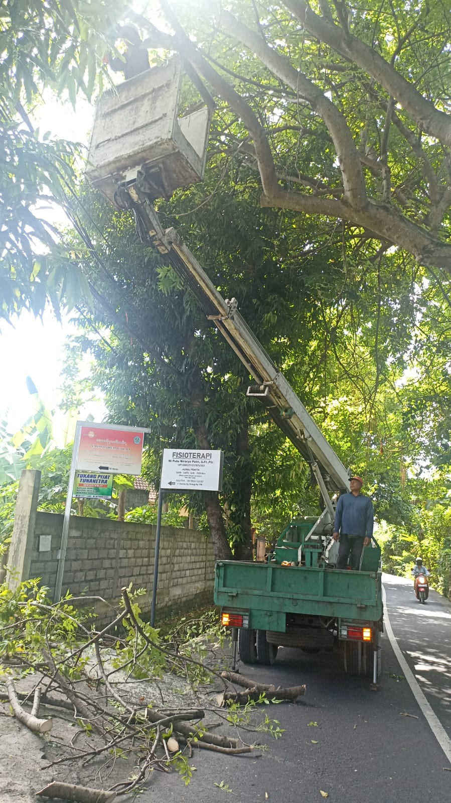 DLHK Denpasar Rutin Intensifkan Perompesan, Antisipasi Pohon Tumbang