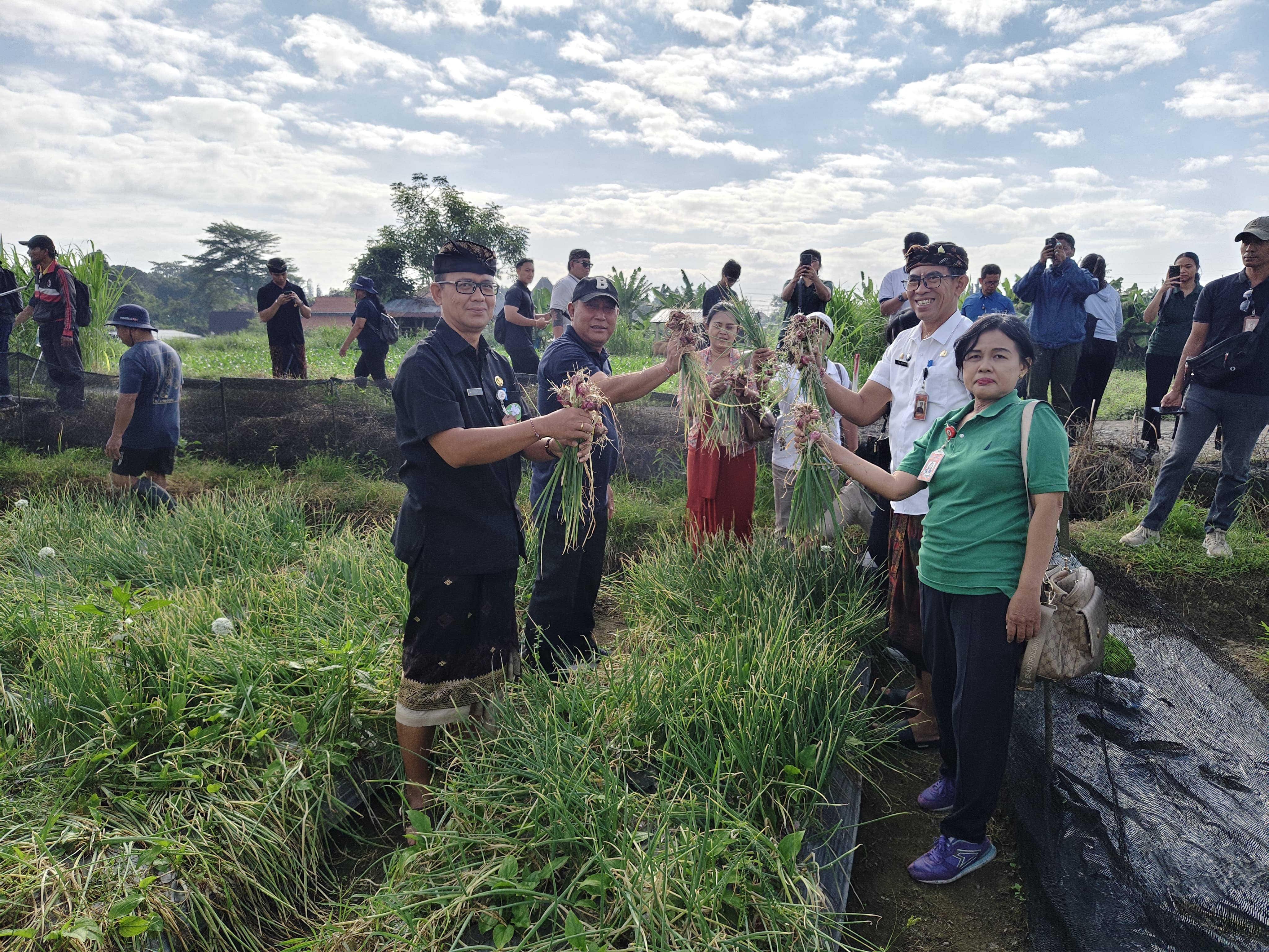 Pemkot Denpasar Sukses Panen Bawang Merah di Subak Buaji  Hasil Pengembangan 4 Hektare Lahan Jadi Langkah Nyata Kendalikan Inflasi Daerah