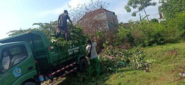 Ciptakan Keindahan Wilayah dan Antisipasi Pohon Tumbang, Kelurahan Renon Rutin Rompes Pohon Perindang