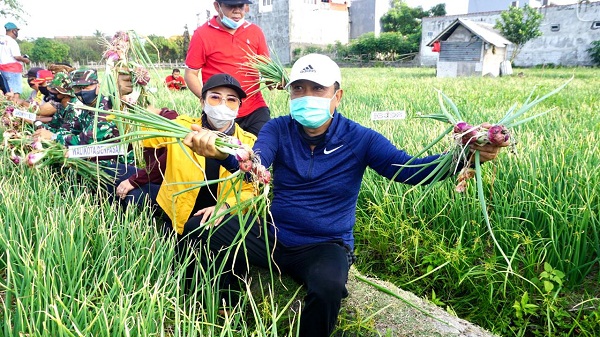 Rai Mantra Panen Perdana Bawang Merah Super Philip Di Sidakarya, Berharap Inovasi Ini Bisa Di Ikuti Desa Desa Lainya