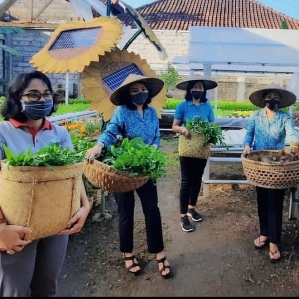 Masa Pandemi Covid 19, PKK Kota Denpasar Ajak Masyarakat Melakukan Urban Farming