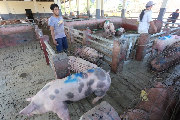 Nampah Jelang Galungan Wajib Terapkan Protokol Kesehatan, Pastikan Kesehatan Hewan dan Daging, Sarankan Pemotongan di RPH