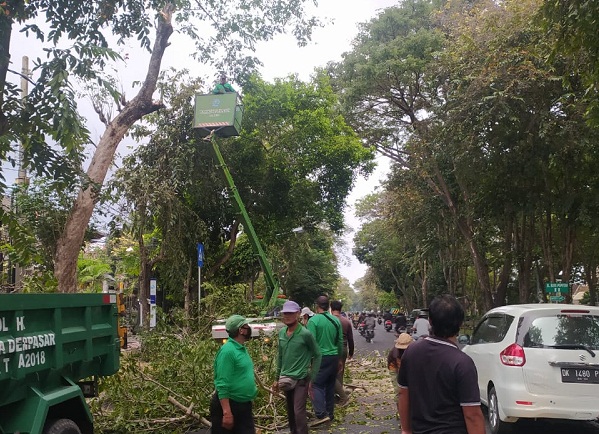 Memasuki Musim Penghujan Menjelang Akhir Tahun, DLHK Intensifkan Perompesan Antisipasi Pohon Tumbang