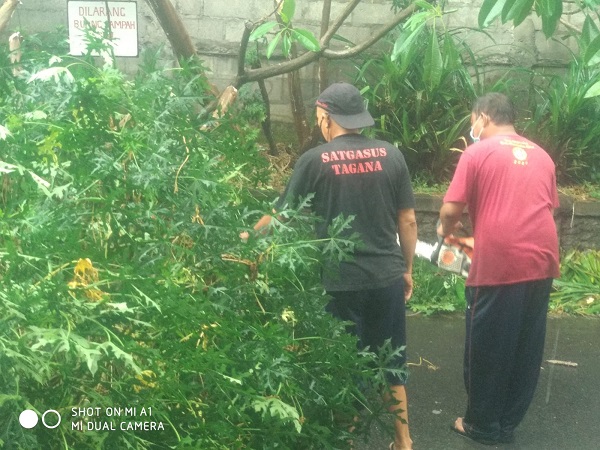 Tim Respon Cepat Desa Pemecutan Kelod Sigap Atasi Pohon Tumbang