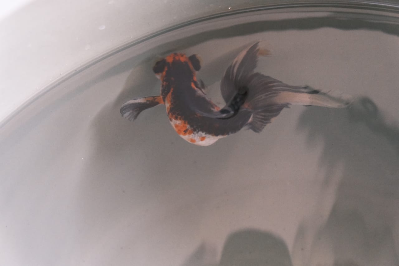 Majukan Ekonomi Kreatif Gedung DNA Jadi Wadah Komunitas Pencinta Koki Bali dan Bonsai Kelapa  