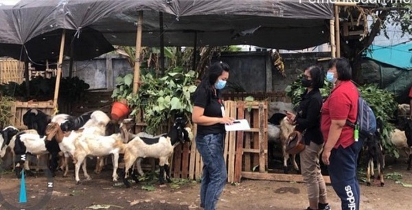 Sehari Jelang Idul Adha, Pemkot Denpasar Cek Kesehatan Hewan Kurban