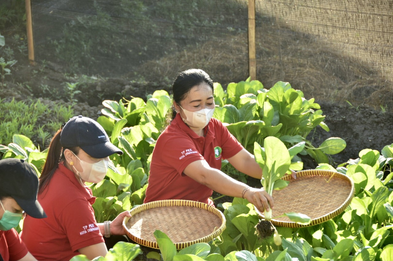 TP PKK Denpasar Bersinergi Dengan Komunitas Subak Lungatad   Kembangkan Ketahanan Pangan Untuk Penguatan Perekonomian