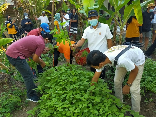 Desa Dauh Puri Kaja Panen Perdana Sayur Bayam Program PKT
