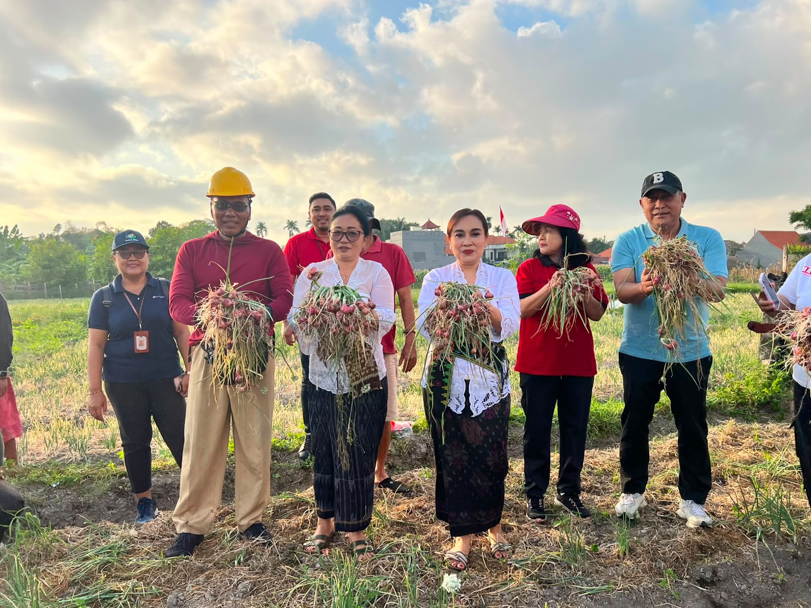 Ketua TP PKK Kota Denpasar Bersama Ketua GOW Panen Bawang Merah dan Jagung Manis Di Subak Intaran Barat
